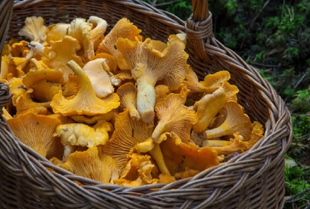 Из Красной книги Ростовской области планируют исключить несколько видов съедобных грибов