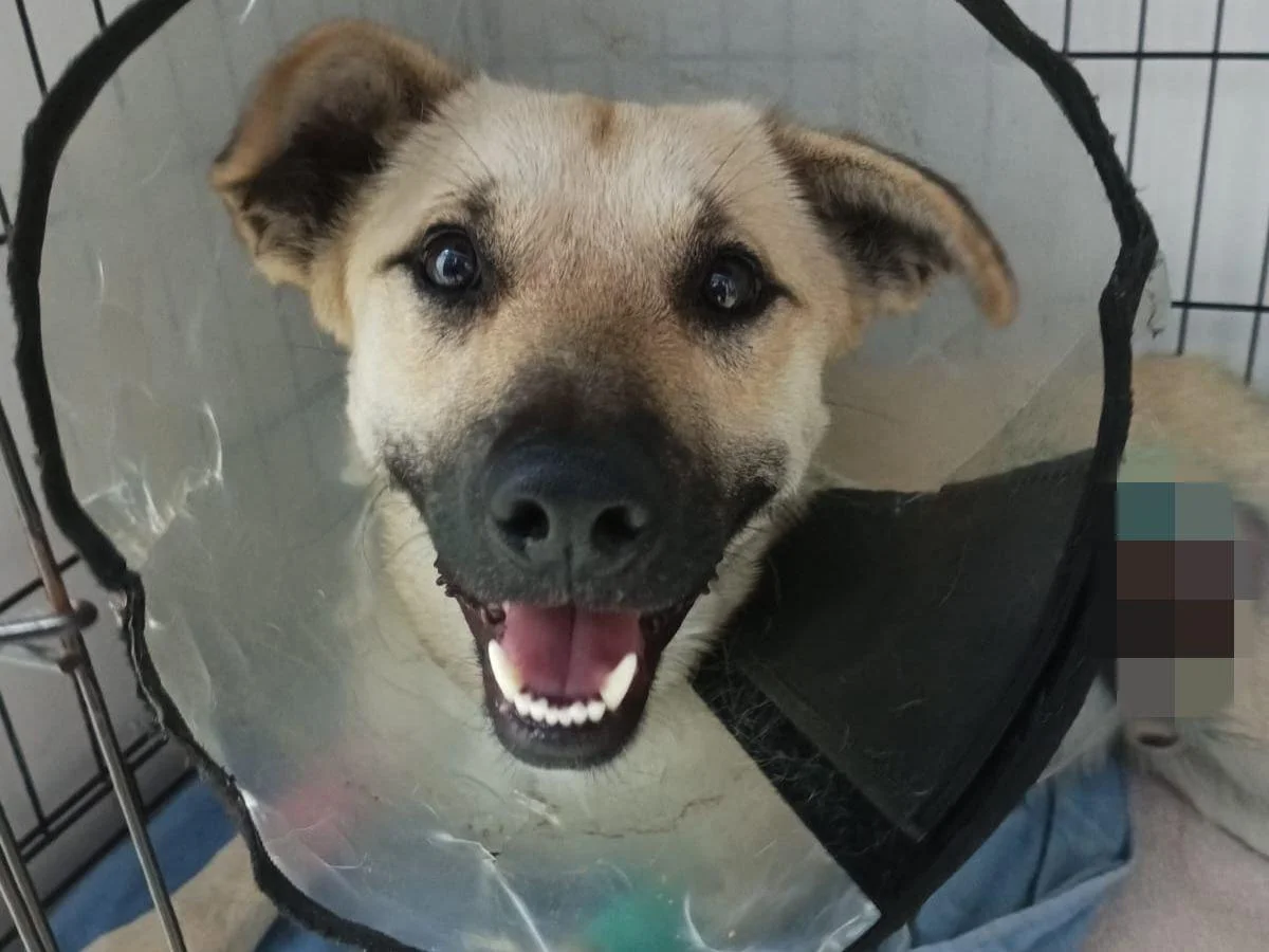 Волонтеры из Батайска рассказали о состоянии собаки, проткнутой прутом