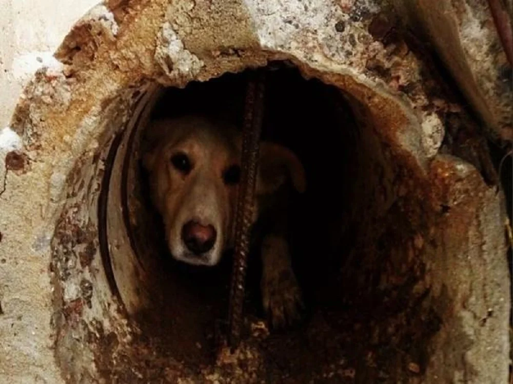 В Ростове-на-Дону спасатели достали из канализационного люка собаку