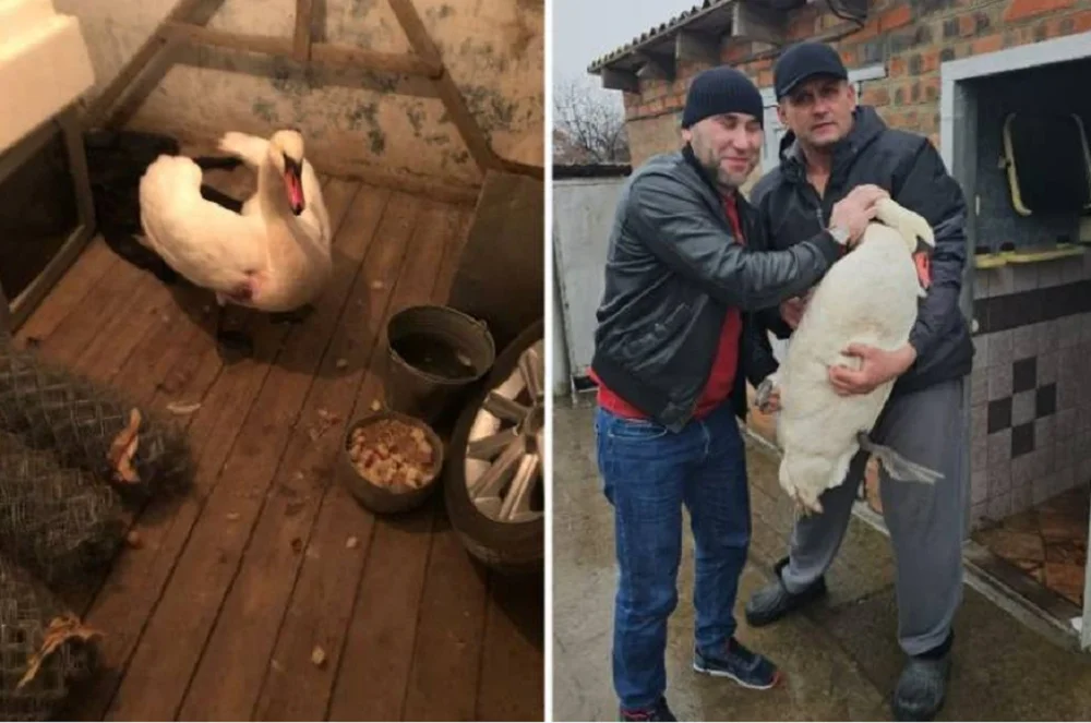 В Ростовской области раненый лебедь пришел к людям за помощью, теперь его зовут «Фартовым»