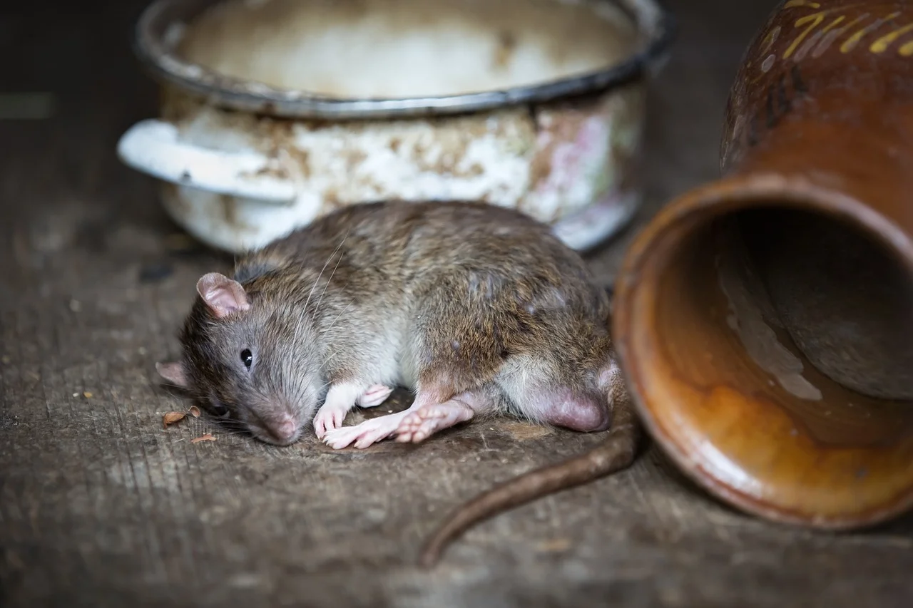 Крысы размером с кошку атакуют жителей на ЗЖМ в Ростове