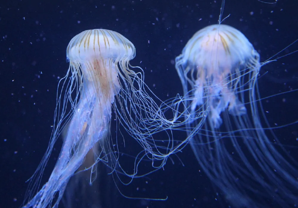 Морозная зима не станет фатальной для медуз в Азовском море