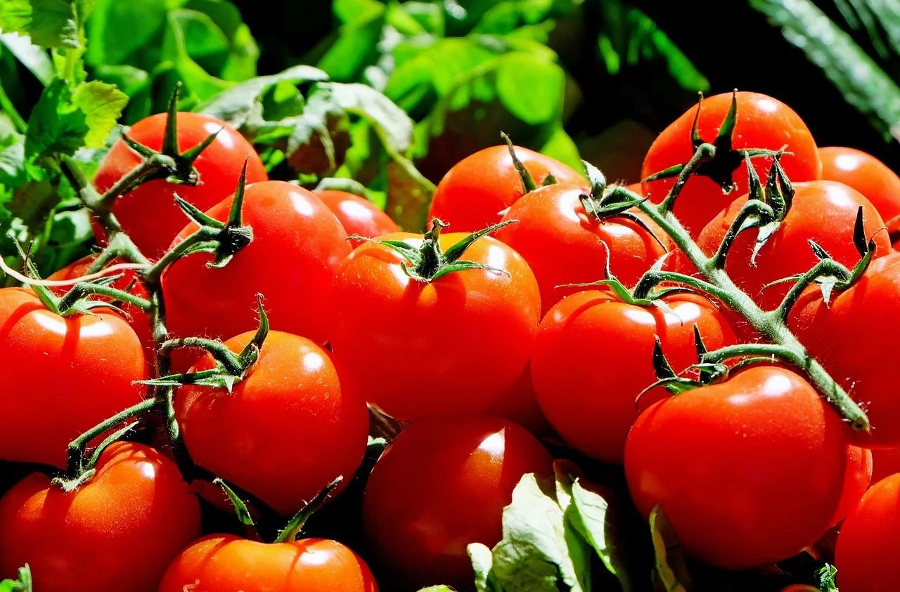 Эти 10 сортов томатов сведут с ума любого: созданы для засолки