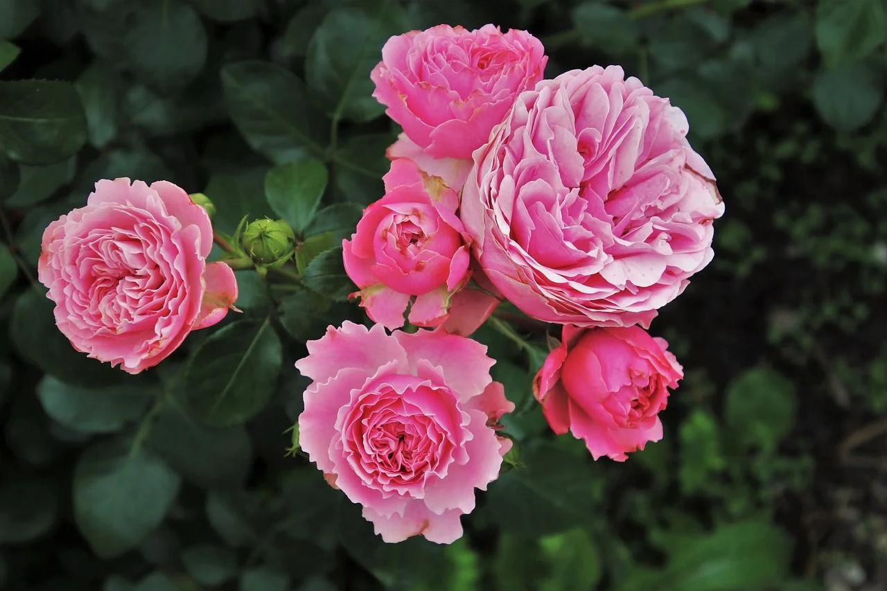 Розовый волшебник: эти топ-5 сортов роз превратят вашу дачу в райский уголок