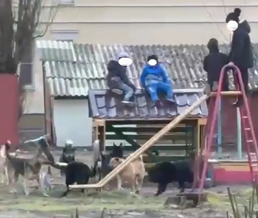 Стая собак в Азове напала на детей на детской площадке