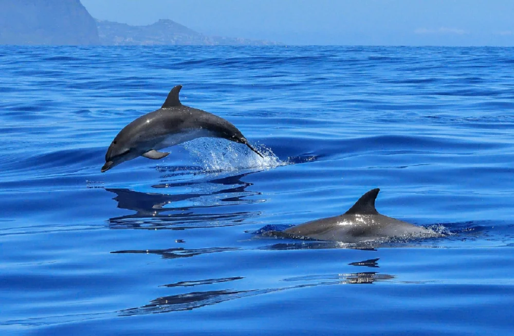 Смертельный вирус может убить всех дельфинов в Азовском море