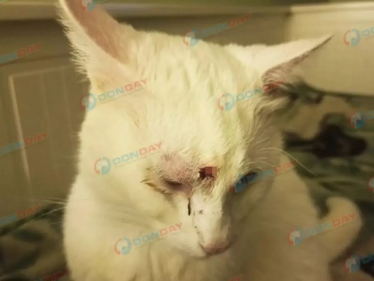 Живодер в Батайске выстрелил коту в голову из пневматического оружия