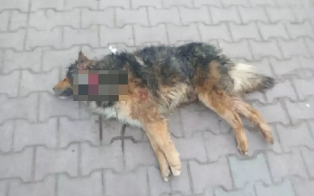 В Ростове неизвестный зарезал пса в центральном парке имени Горького