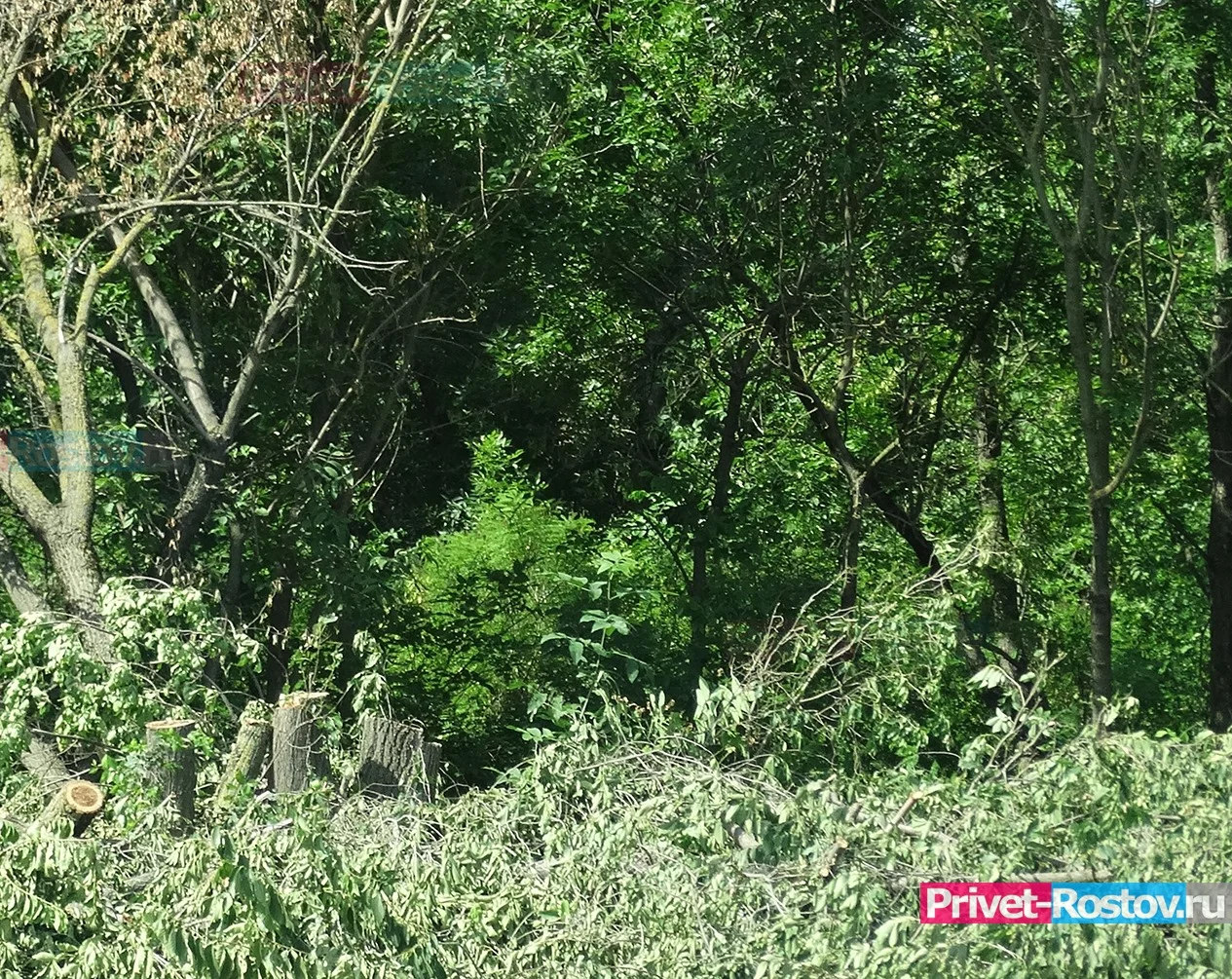 Ростовский суд признал аферу с вырубкой деревьев в парке "Дружба"