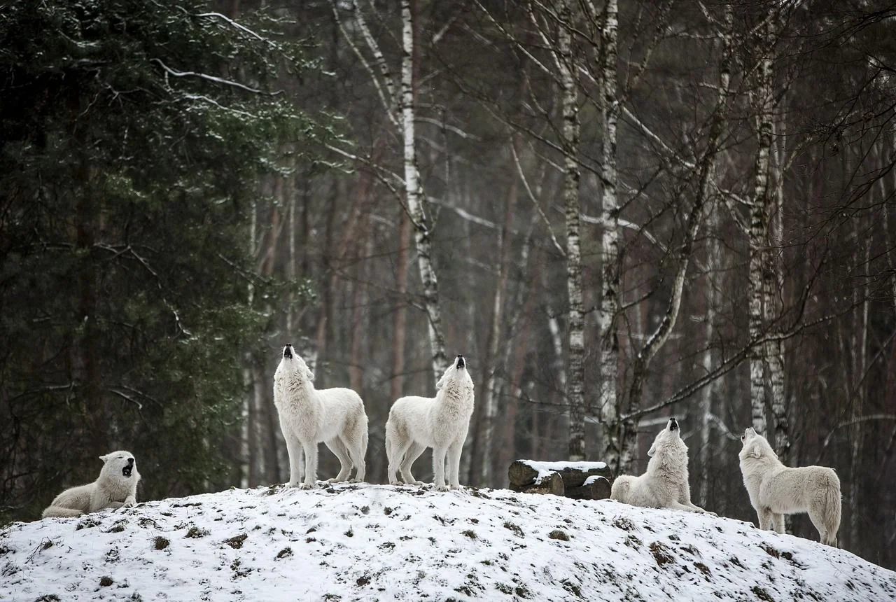 В Минприроды заявили, что не фиксировали нападении волков и шакалов на ростовчан