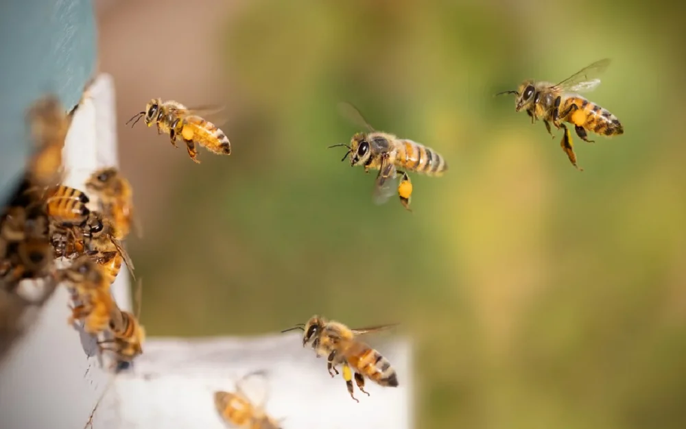 Пчелы заявили о наступлении ранней весны в Ростовской области