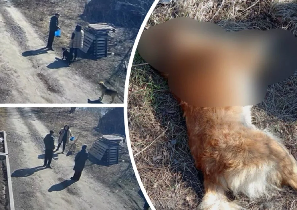 Нарко-закладчик в Ростовской области зверски убил 10 собак