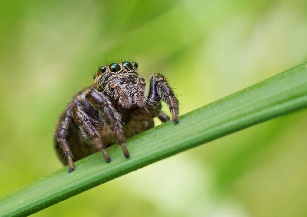 Зоолог Тихонов просит жителей в Ростове не встречаться с ядовитыми пауками-каракуртами