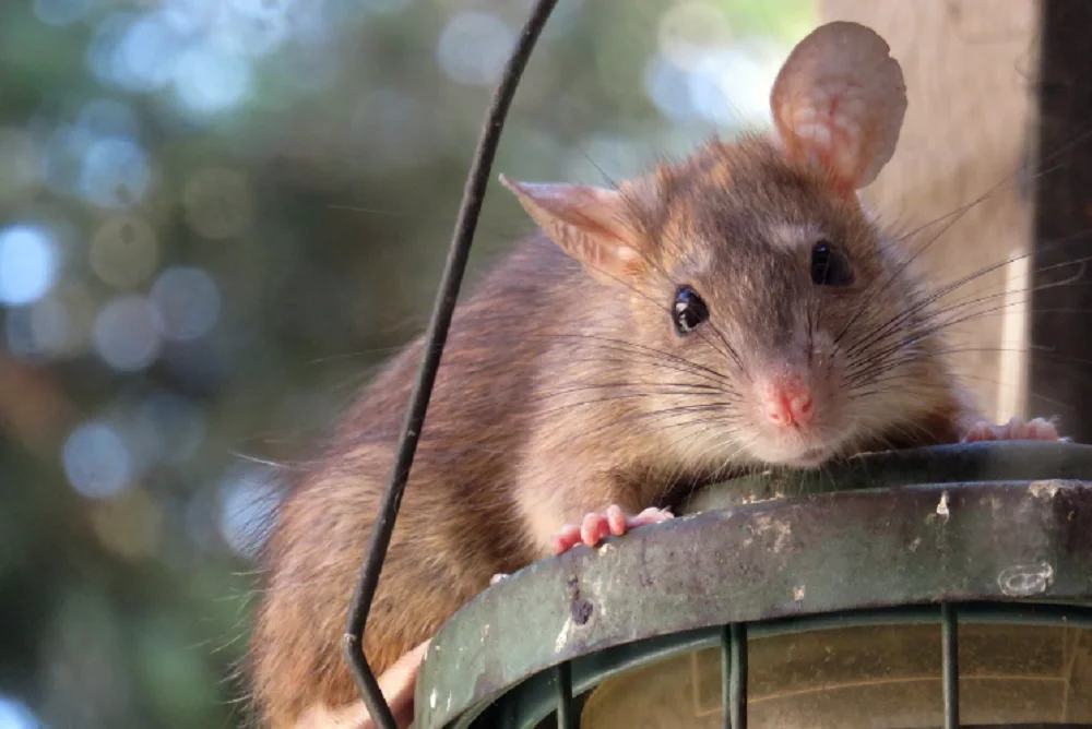 Зоолог Тихонов заявил, что в Ростове проживают 3,5 миллиона крыс