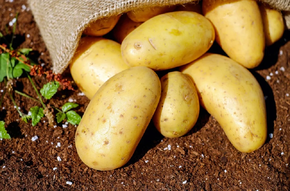 Жители в Ростовской области начинают массово отказываться от покупки картошки