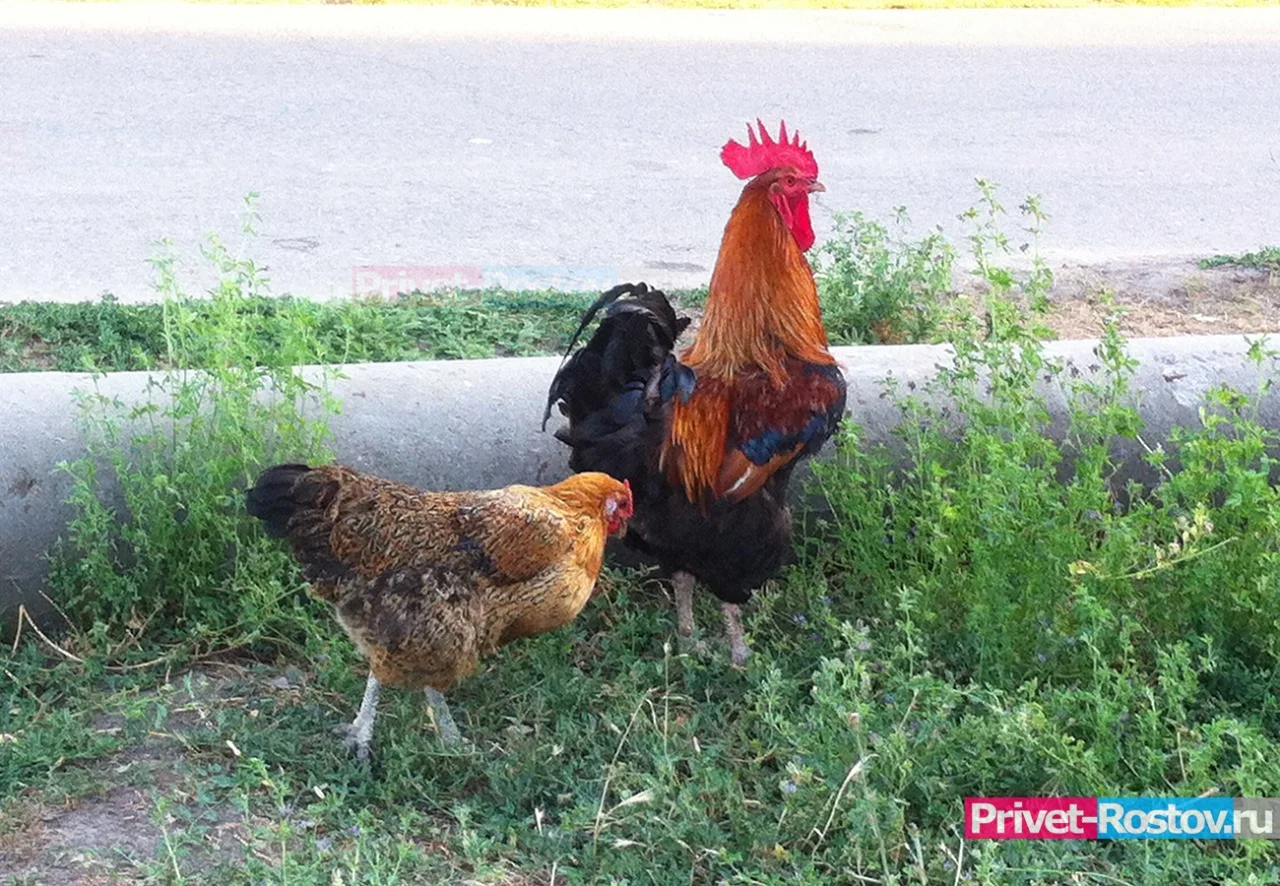 В Ростовской области в мясе курицы нашли антибиотики от паразитов