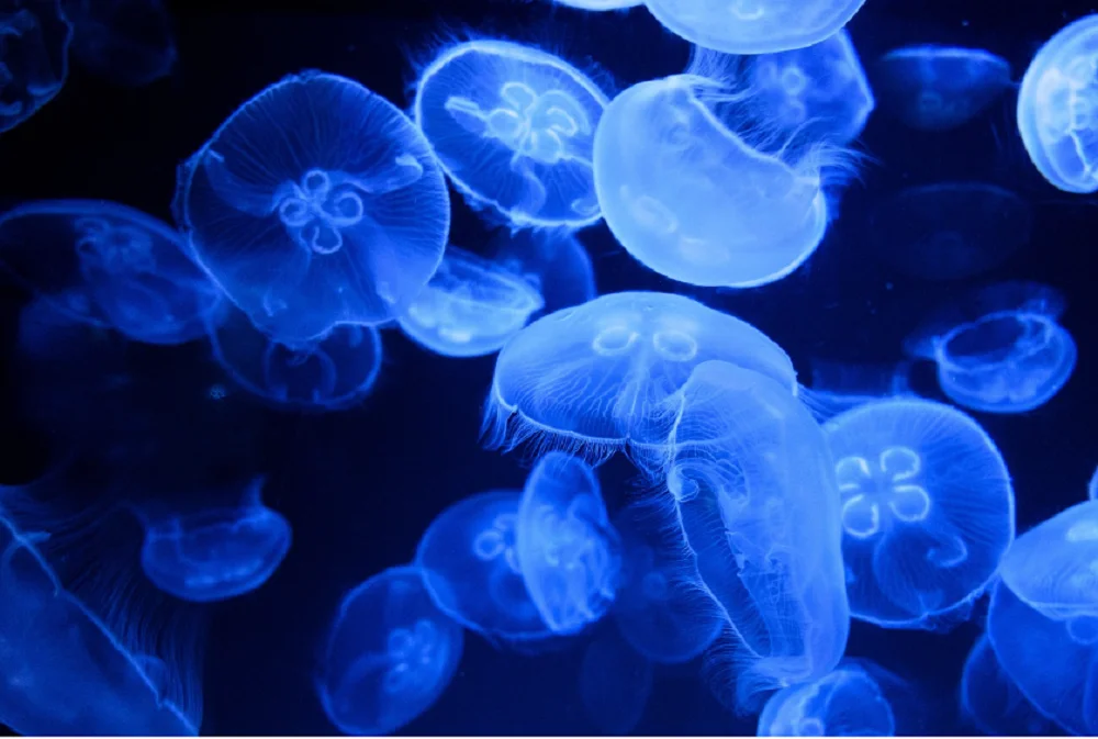 Донские учёные первые в России применили коллаген из медуз для выращивания клеток