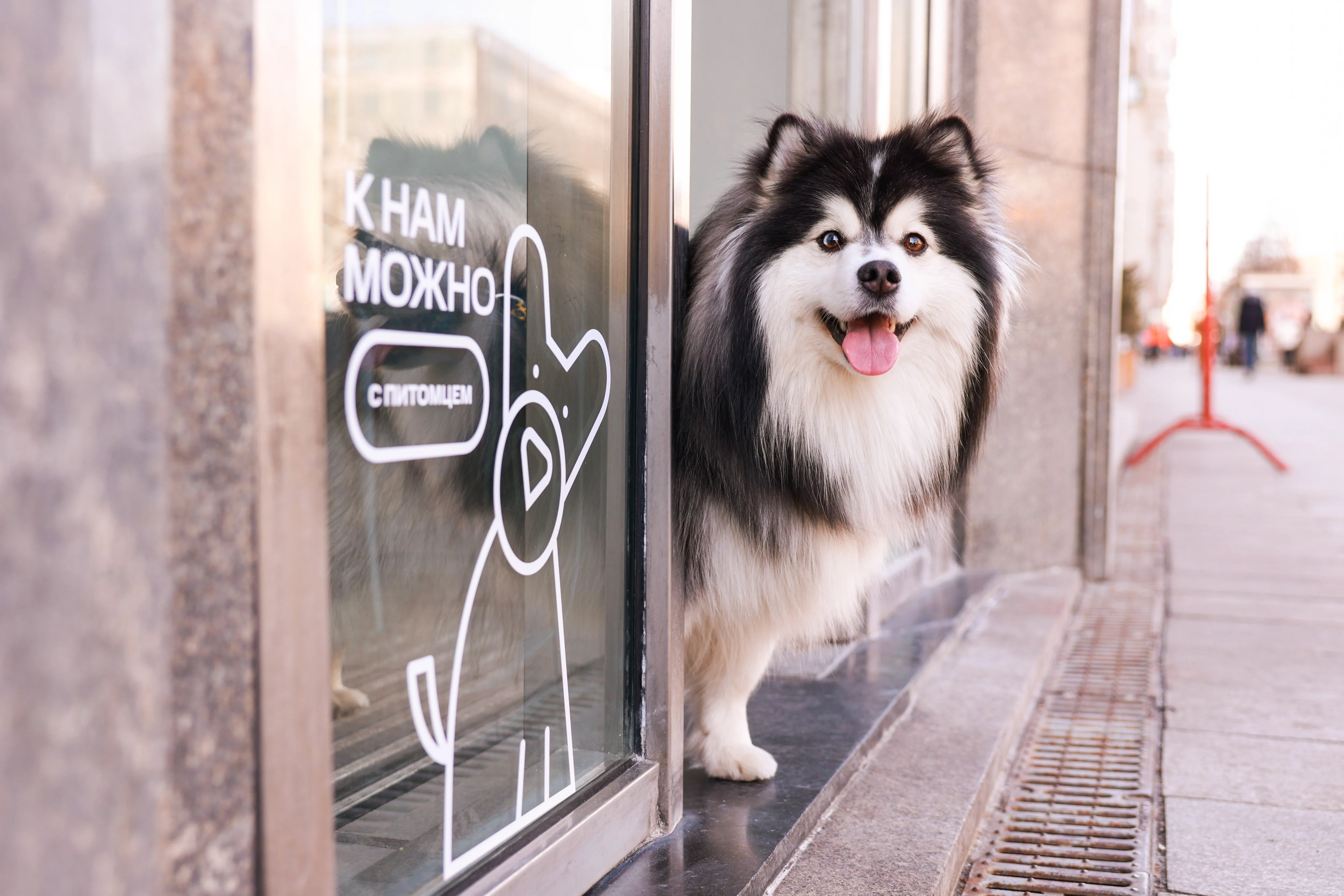 МТС в Ростове и области открыла свои магазины для домашних животных