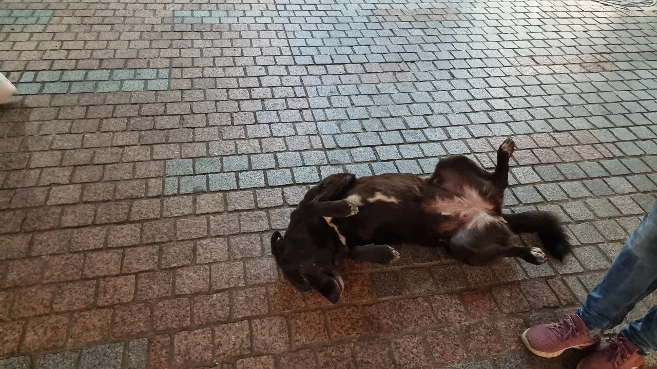 В Новочеркасске бездомная собака едва не разорвала пятилетнюю девочку