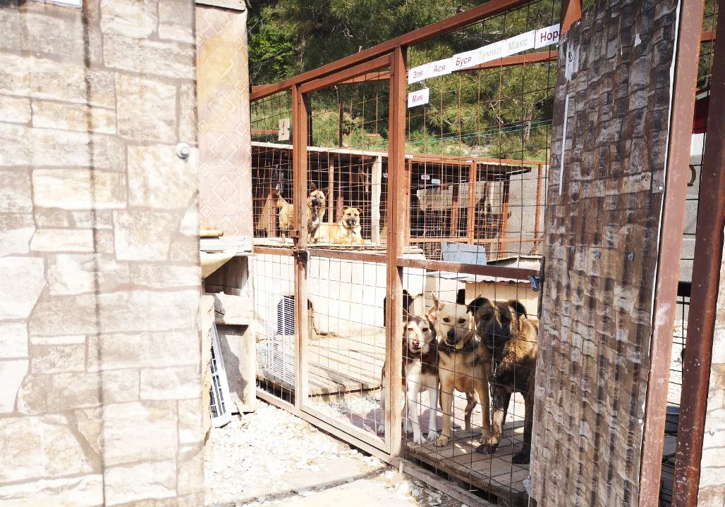 В Ростове на территории жилого района «Платовский» построят новый центр безнадзорных животных