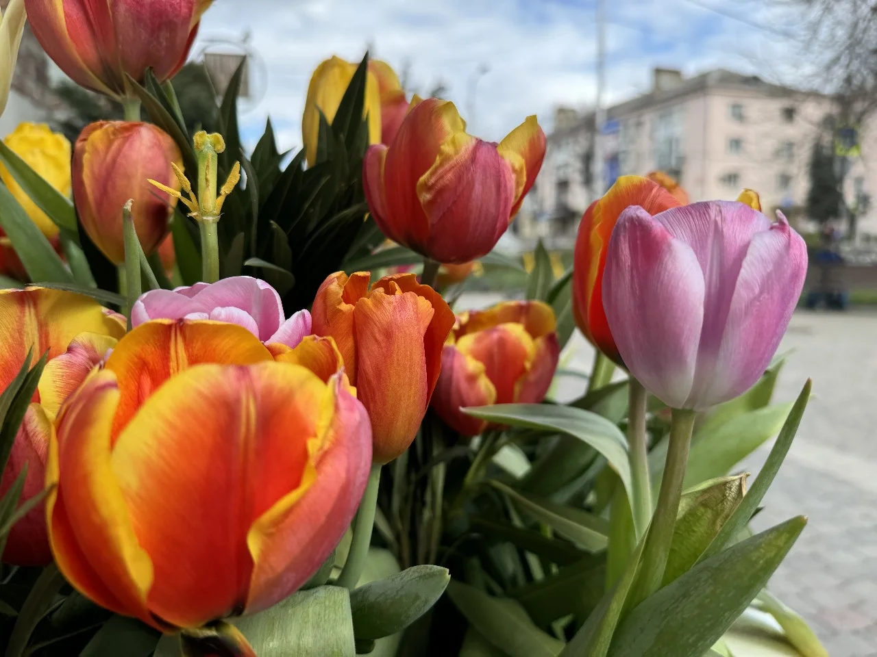Фестиваль тюльпанов и ирисов в Ростовской области проведут 13 апреля