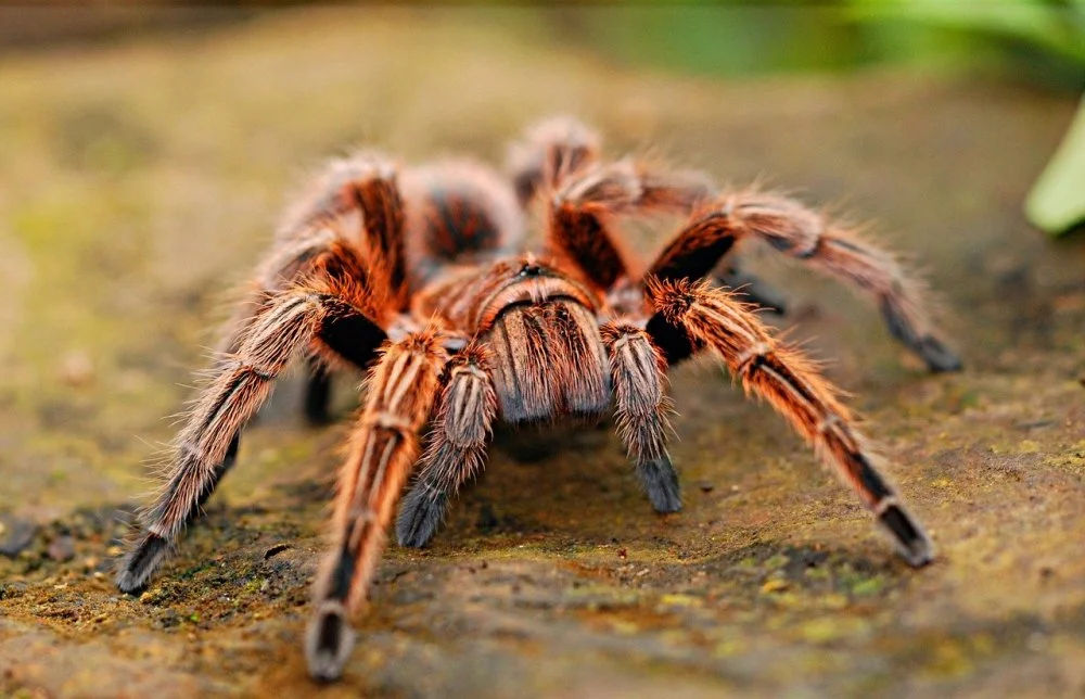 Ядовитого паука каракурта увидел в гараже житель Волгодонска