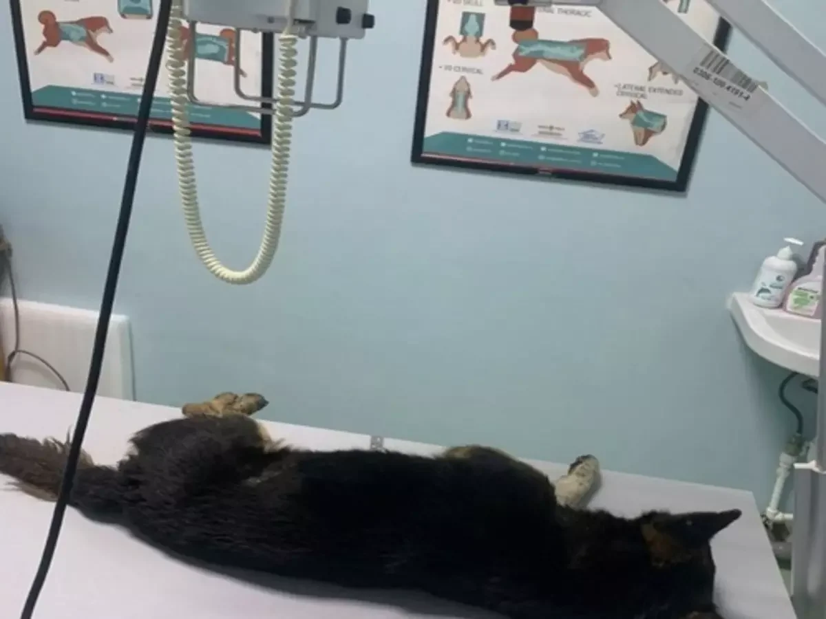 Ростовские ветеринары спасают бездомную собаку со сгнившим половым органом