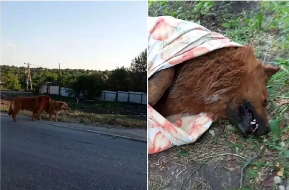 Живодеры в Ростове в Суворовском устроили убийство двух собак
