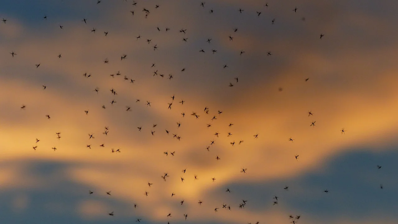 В Ростовской области наблюдается массовое нашествие комаров на людей