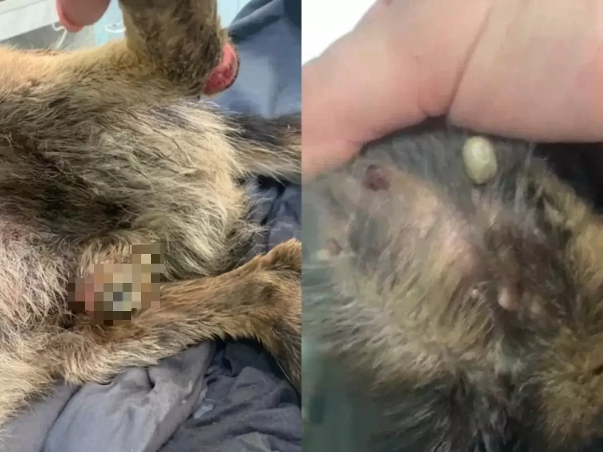 Ростовские ветеринары спасают бездомную собаку со сгнившим половым органом