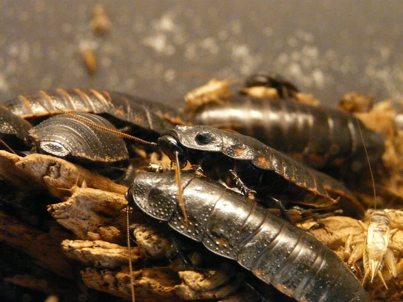 Ученые заявили о массовой миграции тараканов в Ростовскую область из Индии