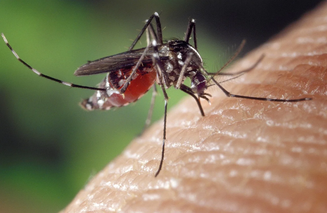 В Ростове стартовали работы по обработке территорий от личинок комаров