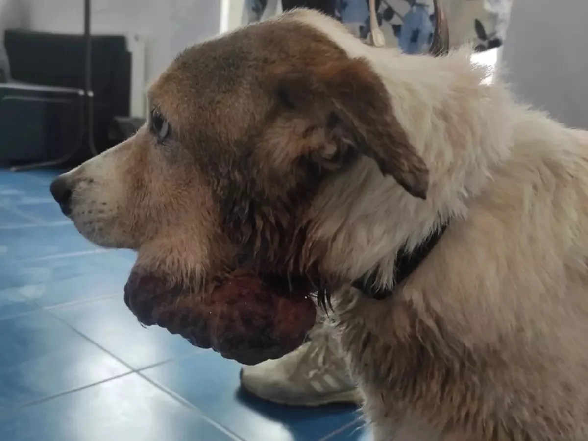 Жительницы Ростова спасли бездомную собаку с огромной опухолью на челюсти