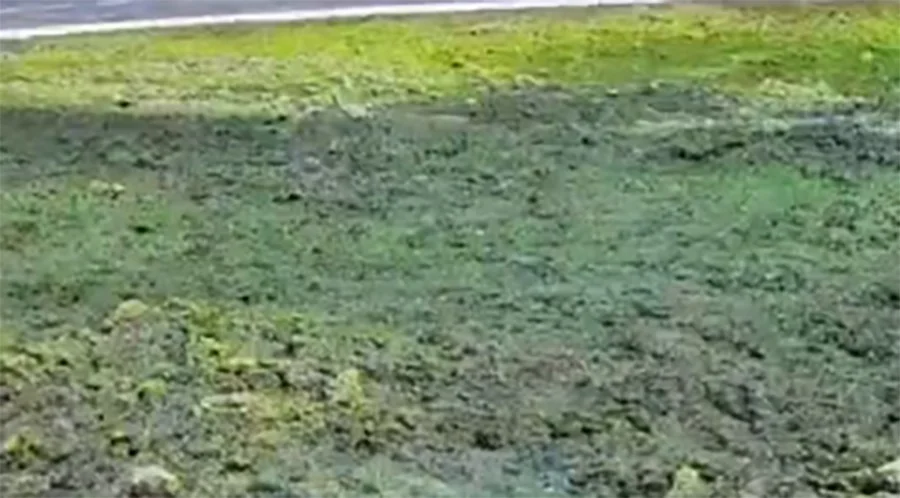 На трассе в Ростовской области коммунальщики покрасили землю в зеленый цвет
