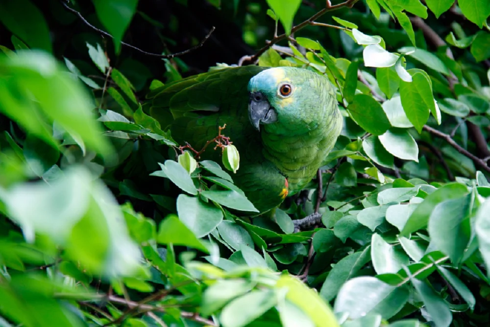 Ростовчане на улицах города заметили тропического попугая