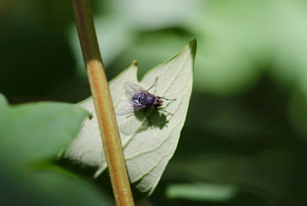 Учёные ЮФУ обнаружили паразитирующих мух в России