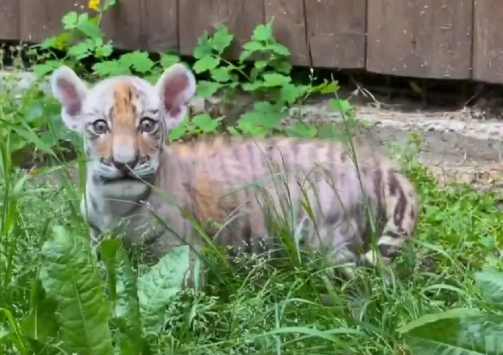 В зоопарке в Ростове родились два тигренка, но мать от них отказалась