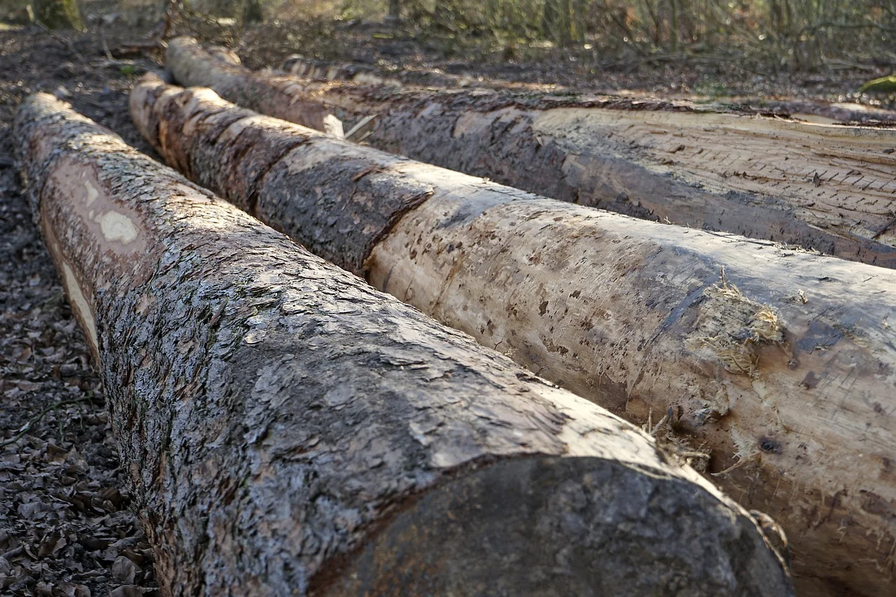 Из-за массовой вырубки деревьев в мкрн «Левенцовский» возбудили уголовное дело