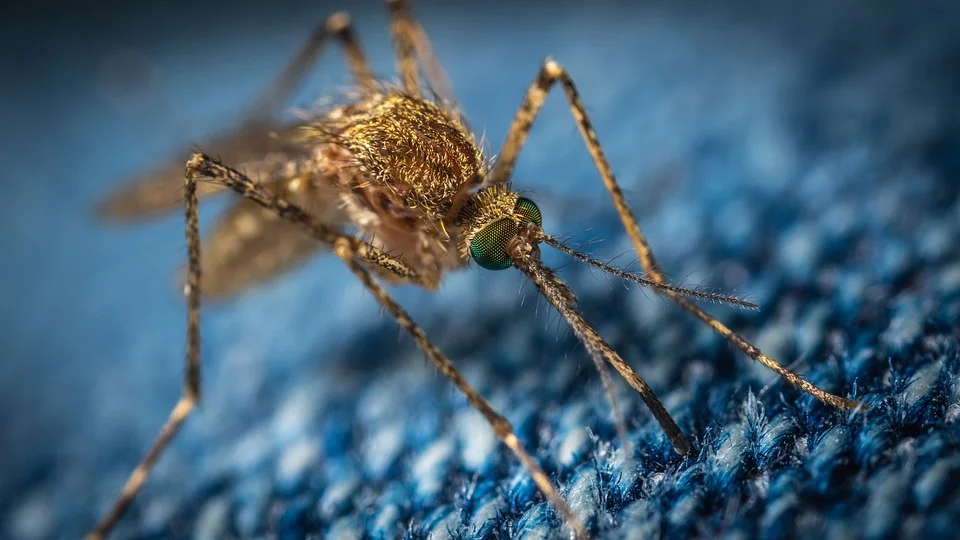 Зоолог Евсюков предвидит нашествие комаров в Ростове летом