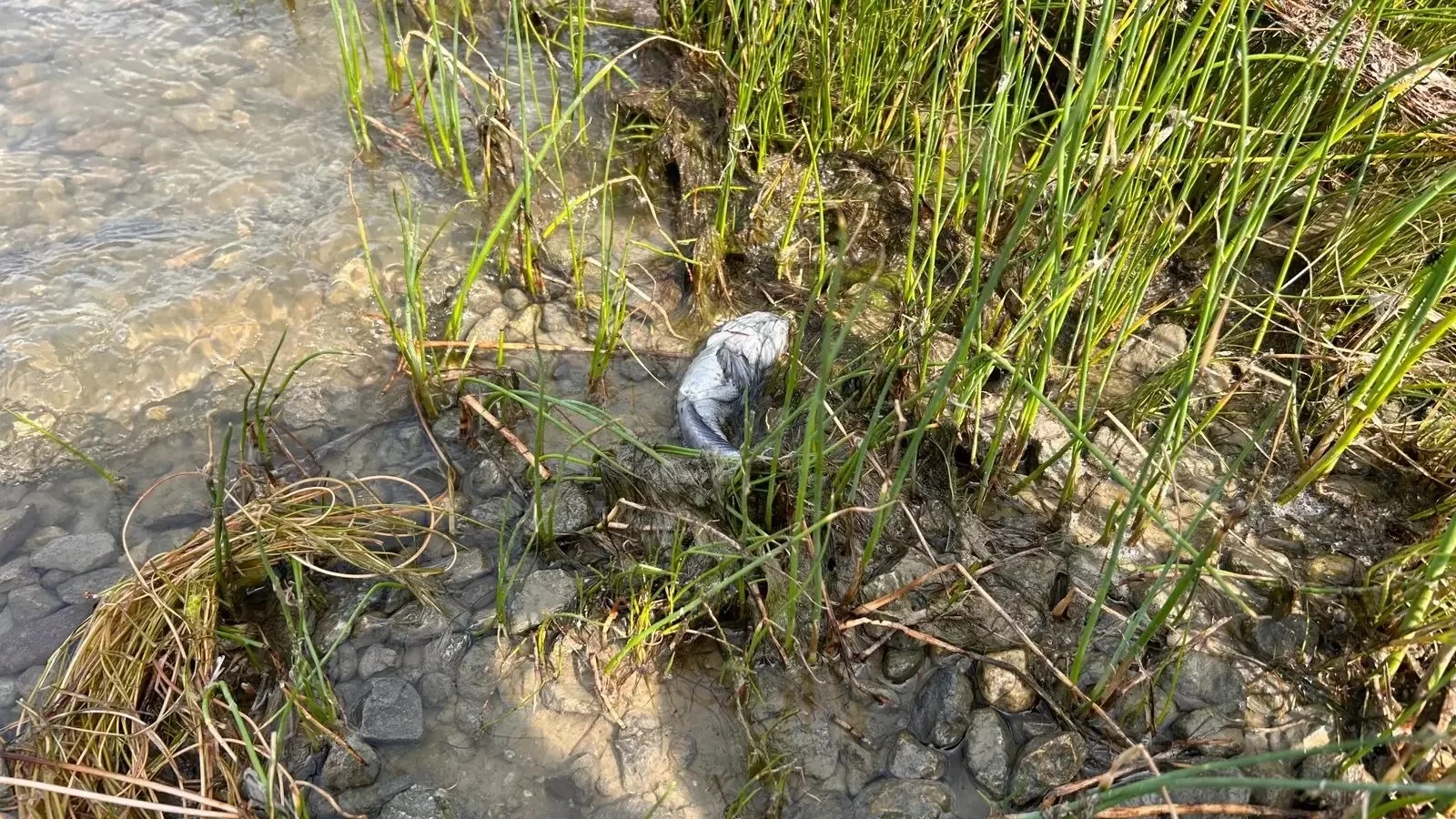 В селе Круглое в Ростовской области берез залива усыпан сотнями мертвых рыб