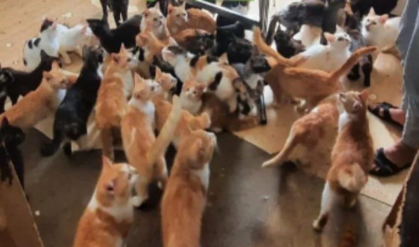Жительница в Краснодаре поселила 50 кошек в маленькой квартире, соседи в шоке