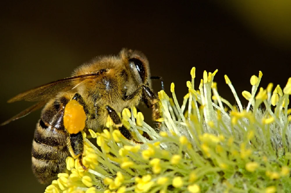 В Ростовской области из-за обработки полей химикатами погибли миллионы пчел
