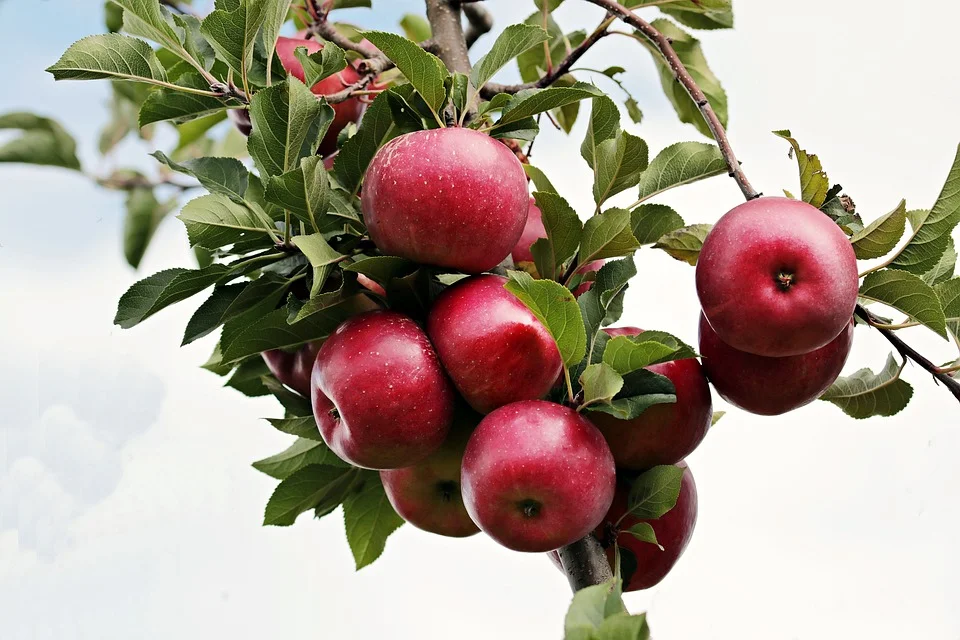 В Ростовской области в самый разгар лета подскочили цены на яблоки