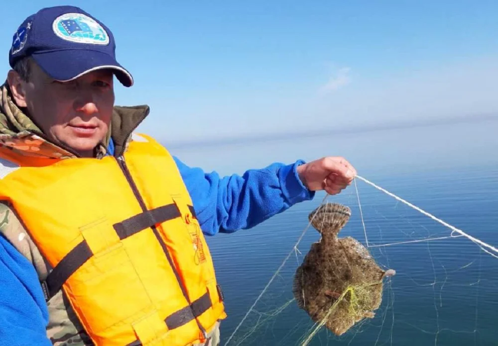 Новый рекорд: улов камбалы в Азовском море вырос в полтора раза за год