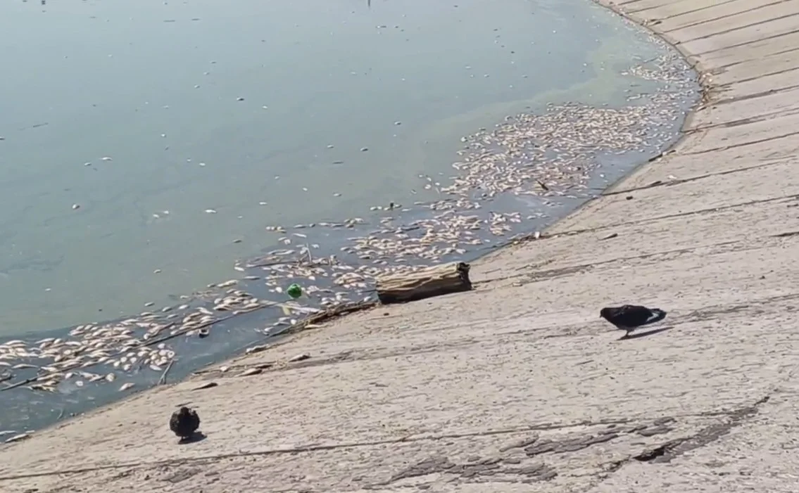 Стали известно, почему рыба массово погибла в Северном водохранилище Ростова