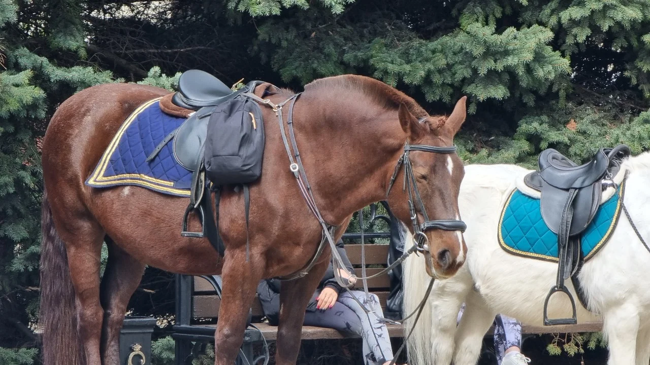 Улицы в Ростове начнет патрулировать конная полиция, штат сформирован