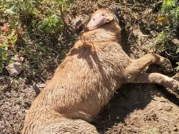 Живодеры в Батайске зверски убили собак в ЖК «Прибрежный»