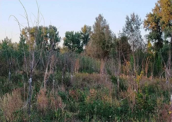 Гибель десятков молодых деревьев на Зеленом острове в Ростове назвали «нормативным отпадом»