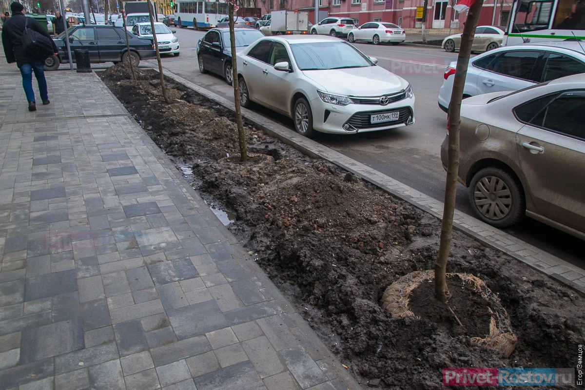 В Ростове осенью высадят 10 тысяч многолетних и вечнозеленых деревьев