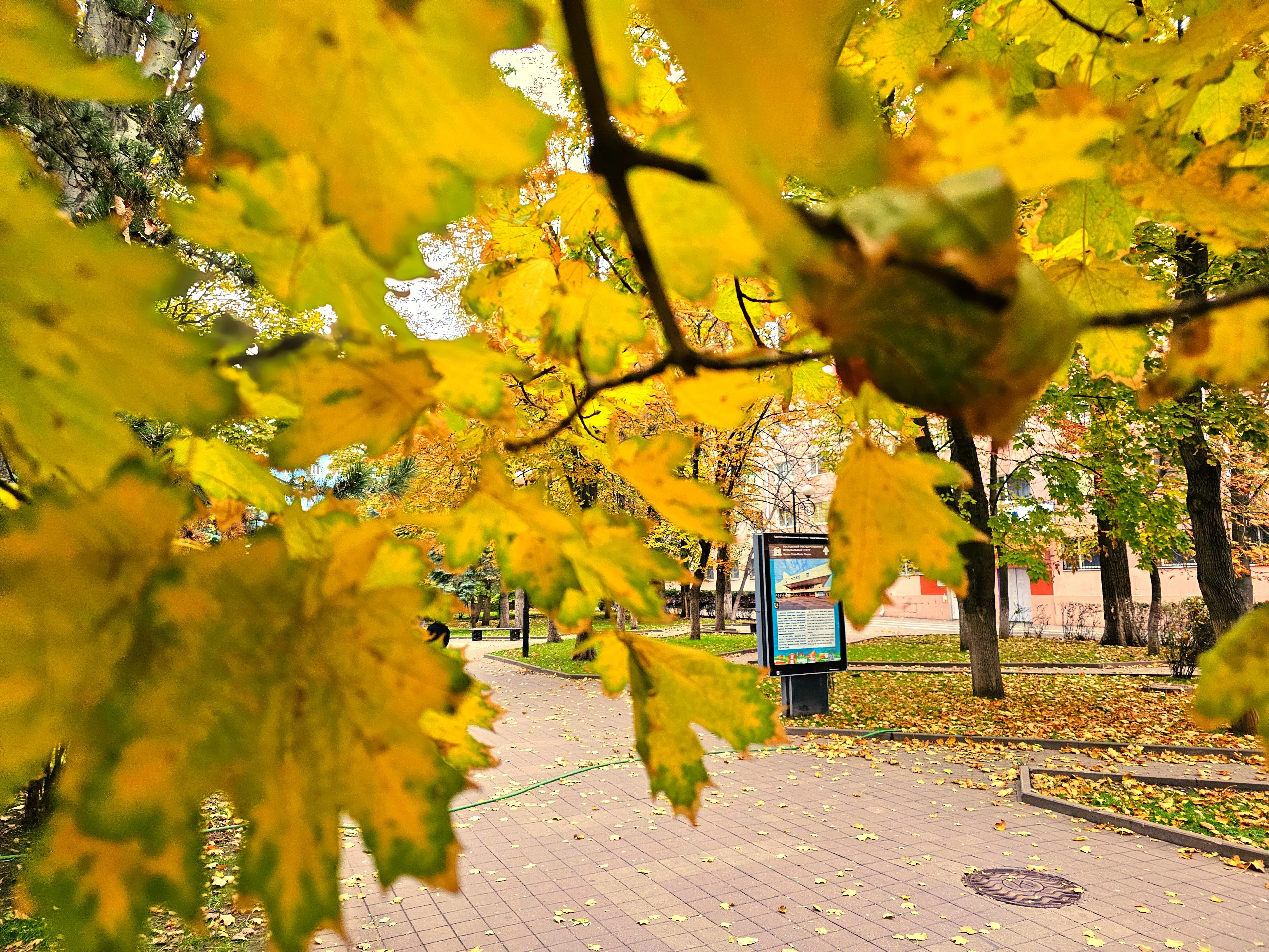 Атмосфера на осенней Пушкинской в Ростове 😍